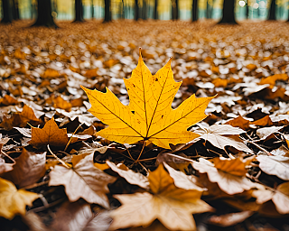 Herbstblätter